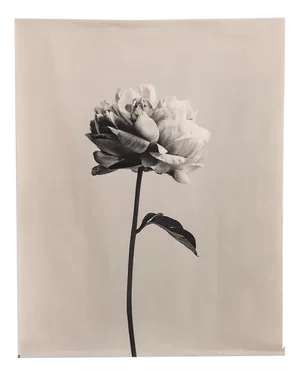 Peony no.3 - Cotton Canvas Scroll, Floral Photography, Limited Edition 2 of 5 2023