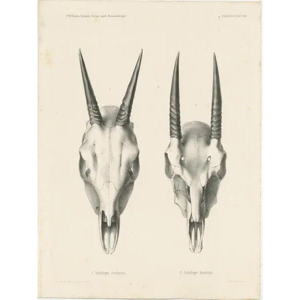 Wilhelm C.H. Peters, Illustrations of Antelope Skulls, Prints, Set of 4 For Sale - Image 3 of 6