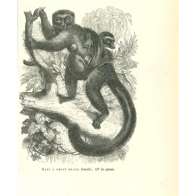 Maki Front Blanc Femelle is an original lithograph on ivory-colored paper, realized by Paul Gervais (1816-1879). The...