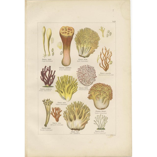 Common Stinkhorn and Other Mushrooms, 1875, Paper, Set of 6 For Sale - Image 6 of 9