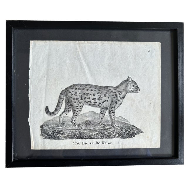 Biedermeier Artist, The Gentle Cat, 1831, Lithograph, Framed For Sale