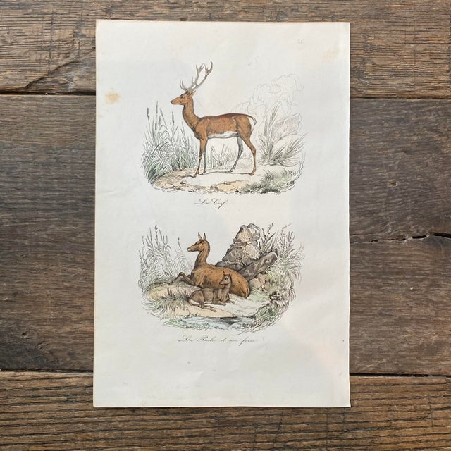 Super high quality in this lovely historical French 18th Century la binche "the doe" engraving! Signed V. Adam del and...