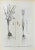 Lithograph hand watercolored. Plate from "Atlante di Botanica popolare ossia Illustrazione di Piante Notevoli di ogni...