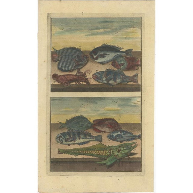 F. Valentijn, Fishes and Crustaceans, 1726, Paper, Set of 12 For Sale - Image 12 of 14