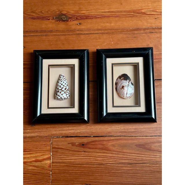 Black Pair of Vintage Framed Sea Shells For Sale - Image 8 of 8