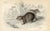 Original hand-colored Mammal print of the Rock Rabbit (aka Cape Hyrax) from "The Naturalist's Library", a multi-volume...