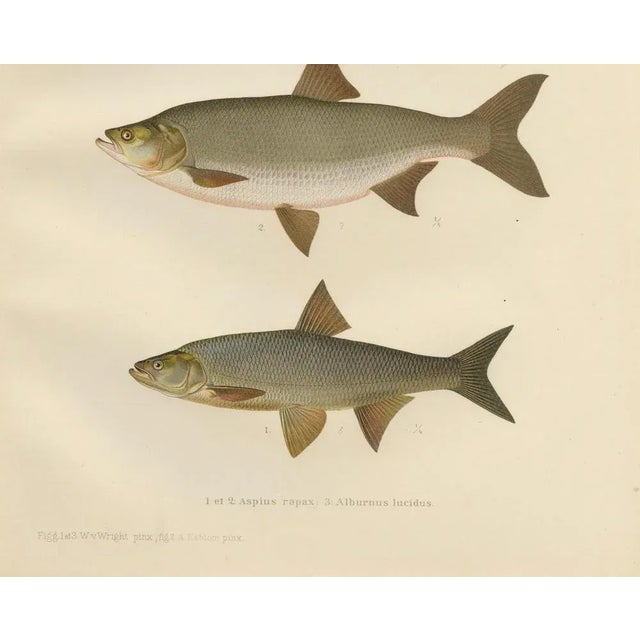 Asp and Bleak, 1895, Paper For Sale - Image 3 of 10