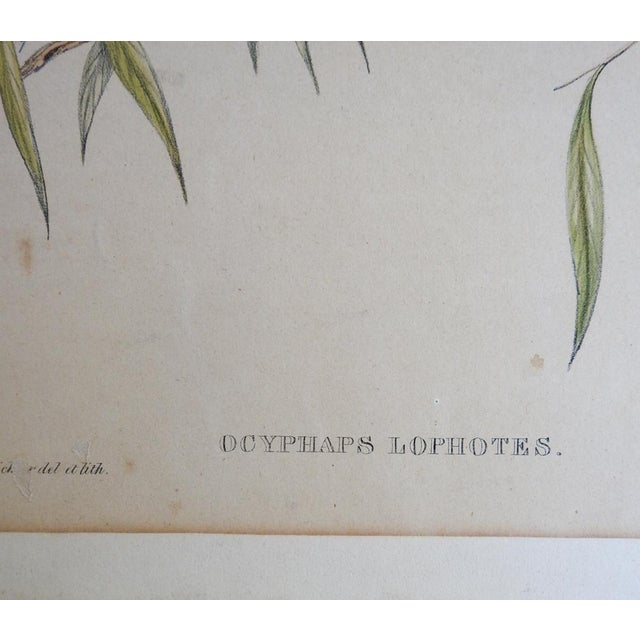 1840s Gould's Crested Pigeon Lithograph From Birds of Australia For Sale - Image 4 of 6