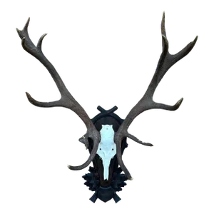 Red Deer Antlers Aka Staggs
