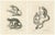 Carel Christiaan Antony Last, Saimiri, Night Monkey, Mico and Silky Monkey, 1836, Lithographs on Paper, Set of 2 For Sale - Image 6 of 6