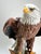 Mid 20th Century Rare Kaiser Porcelain American Bald Eagle Sculpture Limited Edition No. 12/200, W. Germany For Sale In Boston - Image 6 of 15