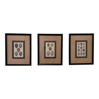 Antique Re-Strike Egg Prints Framed and Matted - Set of 3 For Sale