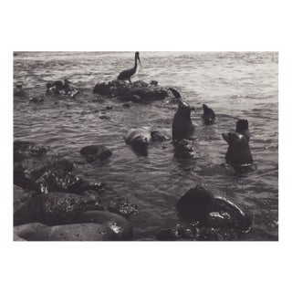 Hanna Seidel, Galápagos Seals, Black and White Photograph, 1960s For Sale