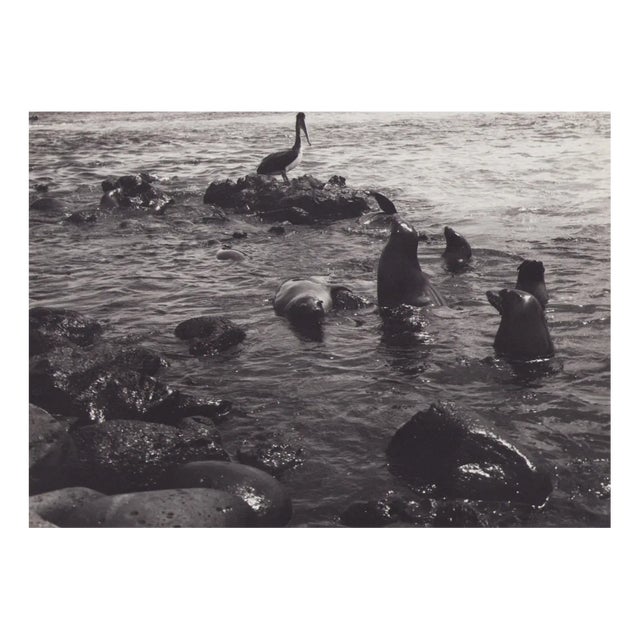 Hanna Seidel, Galápagos Seals, Black and White Photograph, 1960s For Sale