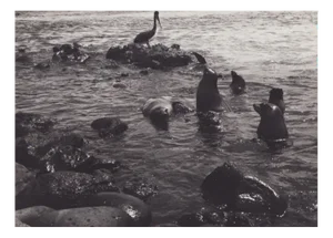 Hanna Seidel, Galápagos Seals, Black and White Photograph, 1960s