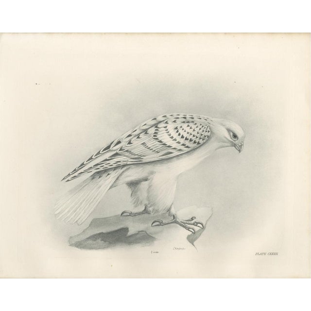 Lilian M. Medland, Greenland Gyrfalcon Bird, 1908, Monochrome Ornithological Plate For Sale - Image 9 of 9