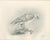 Lilian M. Medland, Greenland Gyrfalcon Bird, 1908, Monochrome Ornithological Plate For Sale - Image 9 of 9