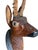 1900 - 1909 1900s Black Forest Deer Head For Sale - Image 5 of 7