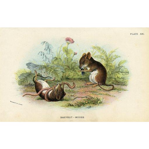 1890s, Mammal Prints, Set of 6, Original Antique Prints, Lithographs, England For Sale - Image 4 of 7