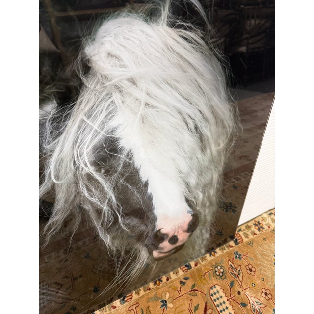 Terry Kirkland Cook Bombshell a Gypsy Vanner Acrylic Print For Sale - Image 10 of 12