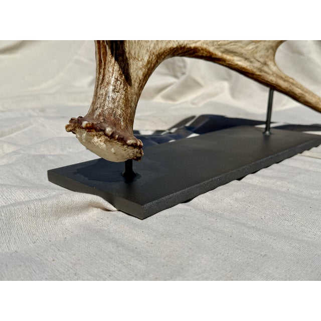 Side Mounted Moose Antler/Paddle 1 For Sale In Atlanta - Image 6 of 9