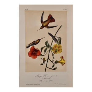 Audubon Mango Hummingbirds: An Original 19th C. Audubon Hand-Colored Bird Lithograph, 1870