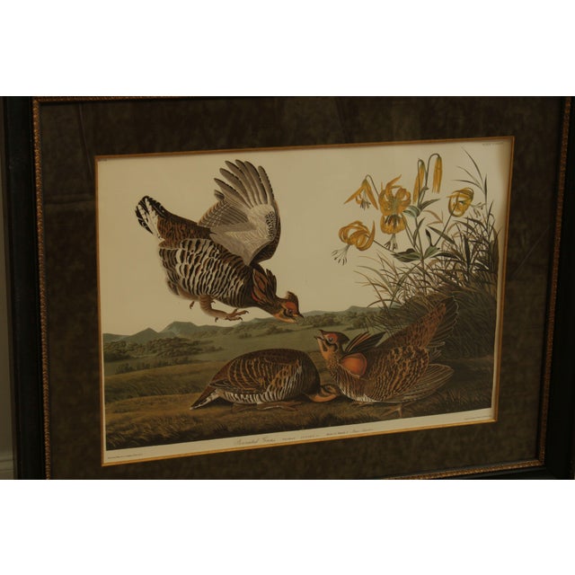 After John James Audubon "Pinnated Grous" No. 38 Plate CLXXXVI Double