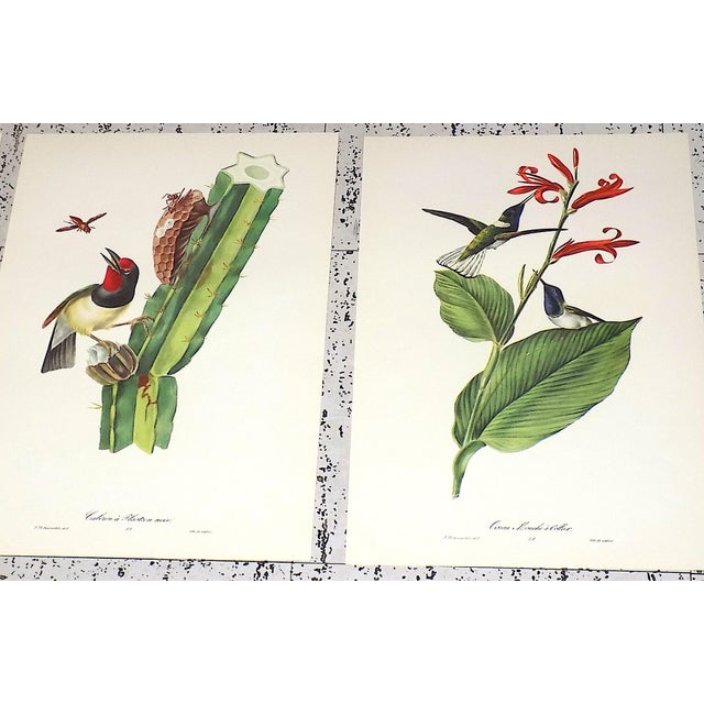 Realism Vintage Mid 20th C. Imperial Folio American Tropical Bird Lithographs - Set of 12 (11.25” X 17.25”) For Sale - Image 3 of 12