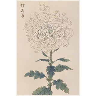 White Mum by Hasegawa, Vintage Japanese Botanical Art Print, 36" X 54" For Sale
