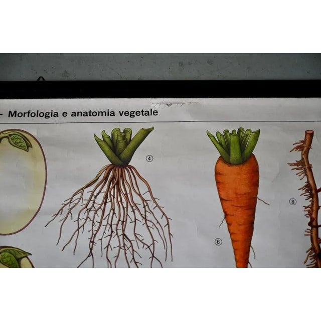 Industrial Vintage Biology Poster, 1963 For Sale - Image 3 of 11