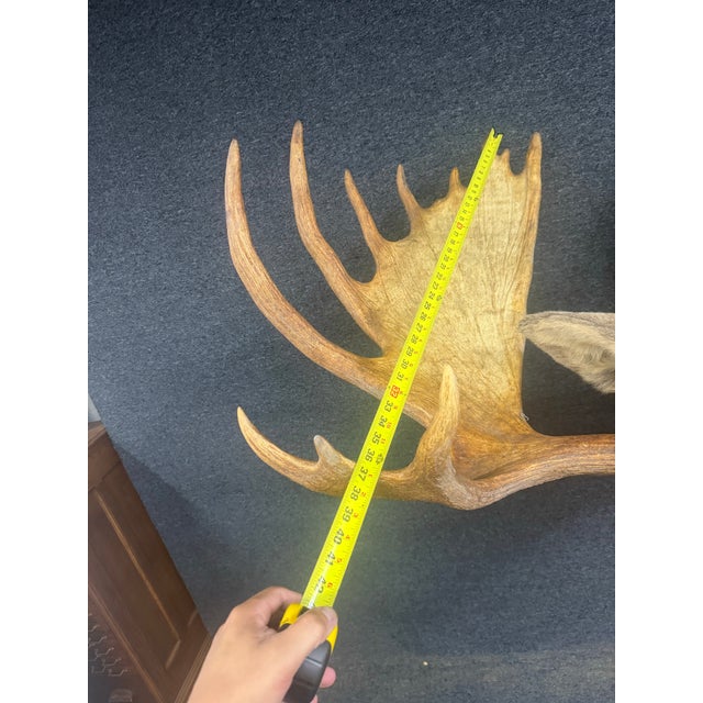 Yukon Moose Shoulder Mount With Large Palmate Antlers For Sale - Image 10 of 12