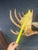 Yukon Moose Shoulder Mount With Large Palmate Antlers For Sale - Image 10 of 12