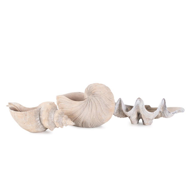 Nautilus Shell For Sale - Image 9 of 11