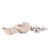 Nautilus Shell For Sale - Image 9 of 11