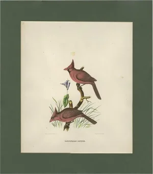 After D.G. Elliot, Northern Cardinals, 1869, Print