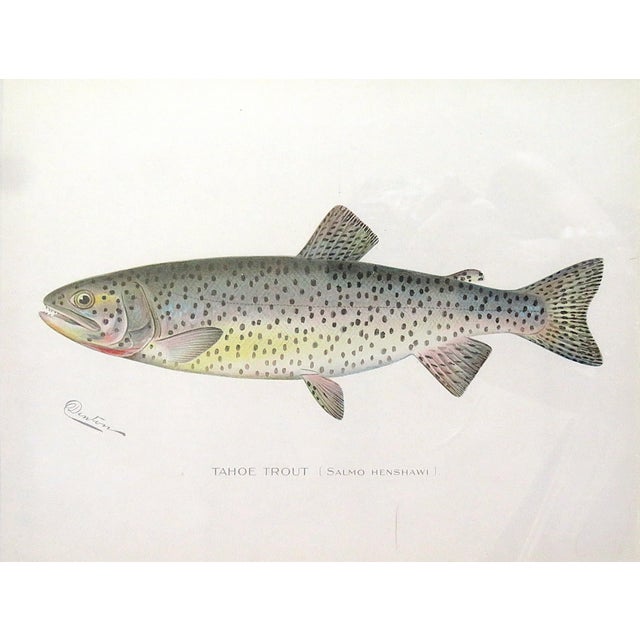 American Set of 3 Original Antique Denton Framed Fish Prints C. 1900 For Sale - Image 3 of 6