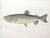 American Set of 3 Original Antique Denton Framed Fish Prints C. 1900 For Sale - Image 3 of 6