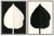 Hable Hosta I and II by Susan Hable For Sale - Image 4 of 4