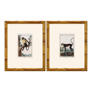 Pair of Original Early 19th Century French Monkey Engravings 1800