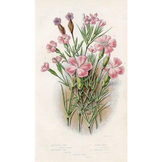 Illustration Antique Botanical Prints by Anne Pratt, Set of 6, 1870s, Original Lithographs, England For Sale - Image 3 of 7