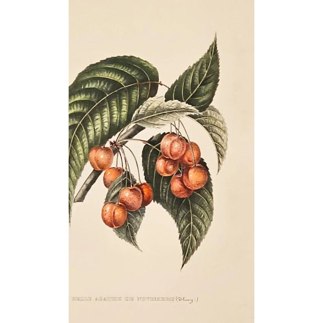 Traditional Print From Botanical Study of Fruits and Nuts by Duhamel Du Monceau, Early 19th Century For Sale - Image 3 of 6