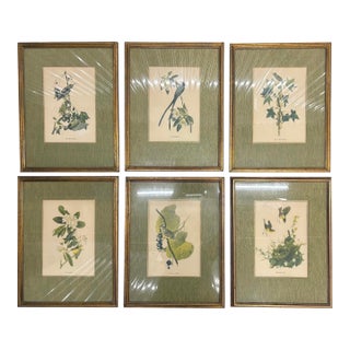 1940s Set of Six Framed Audubon-Style Botanical Prints For Sale