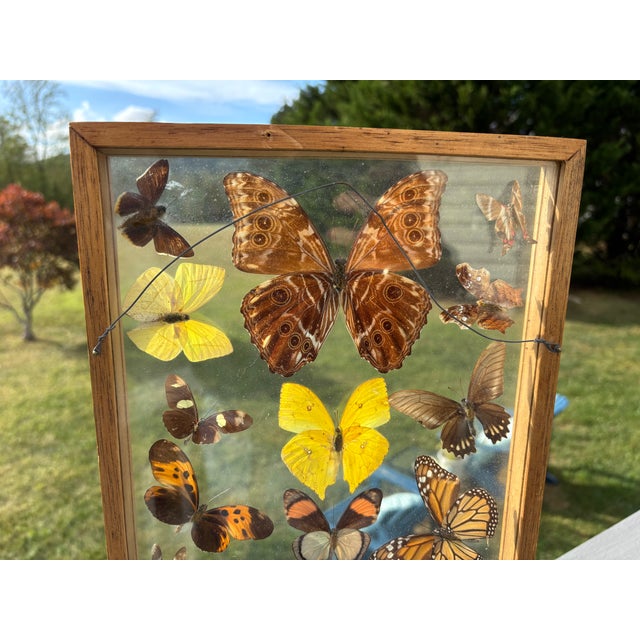 Wood Butterflies For Sale - Image 7 of 11