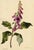 An original 1831 watercolour painting – E.B.R., Foxglove (Digitalis) Flower.A superb large botanical watercolour dating...