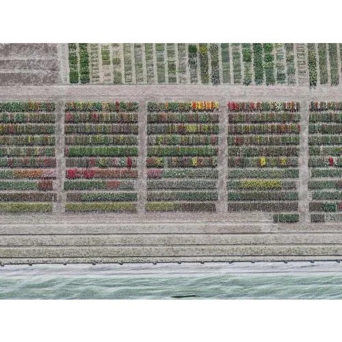 Forest Green Bernhard Lang, av_tulip_fields_008, Limited Edition Fine Art Photograph Print For Sale - Image 8 of 8