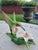 Realism Bronson Collectibles - Hummingbird Collection of Seven For Sale - Image 3 of 12