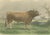 19th Century After Van Marcke, Parthenais Bull, , 1873, Paper For Sale - Image 5 of 12