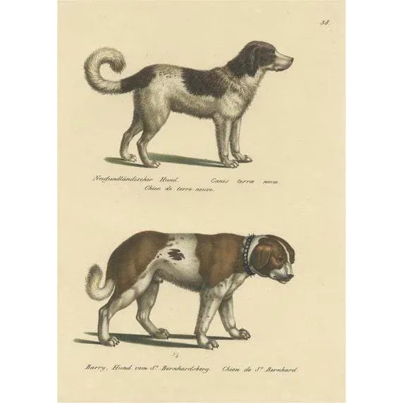Schinz, Illustration of a Newfoundland and St. Bernard Dog, 1824, Hand Colored Print For Sale - Image 6 of 6