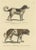 Schinz, Illustration of a Newfoundland and St. Bernard Dog, 1824, Hand Colored Print For Sale - Image 6 of 6