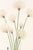 Hare's-Tail Cottongrass, Vintage Botanical Art Print by Mary Vaux Walcott, 40" X 60" For Sale In Buffalo - Image 6 of 10